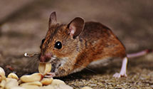 24 Hour & Emergency Exterminators in New Paris, IN